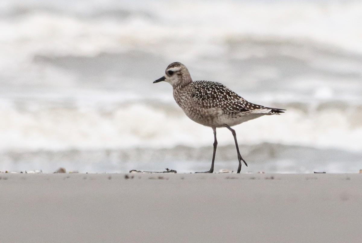 American Golden-Plover - ML642905531