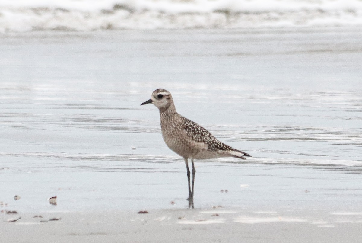 American Golden-Plover - ML642905532