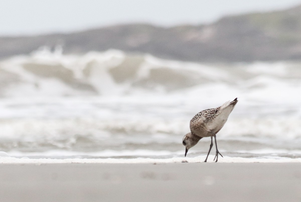 American Golden-Plover - ML642905534