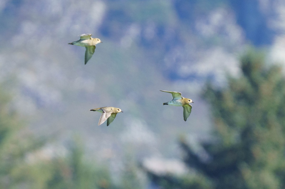 European Golden-Plover - ML642905538