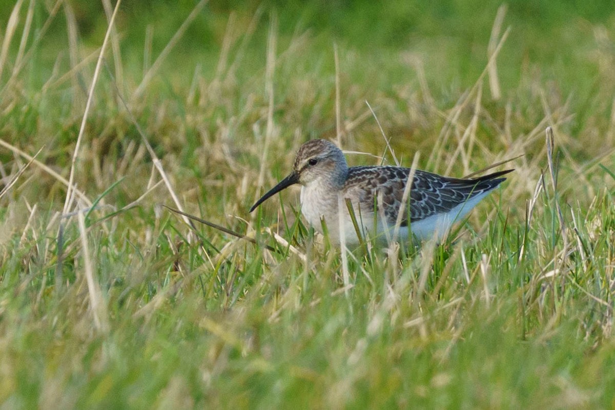 tundrasnipe - ML642905575