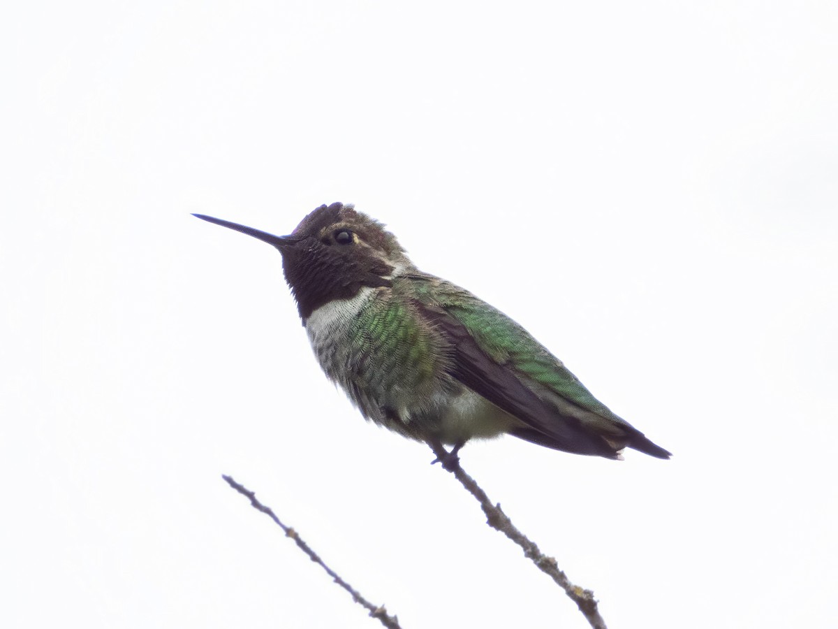 Anna's Hummingbird - ML642905588