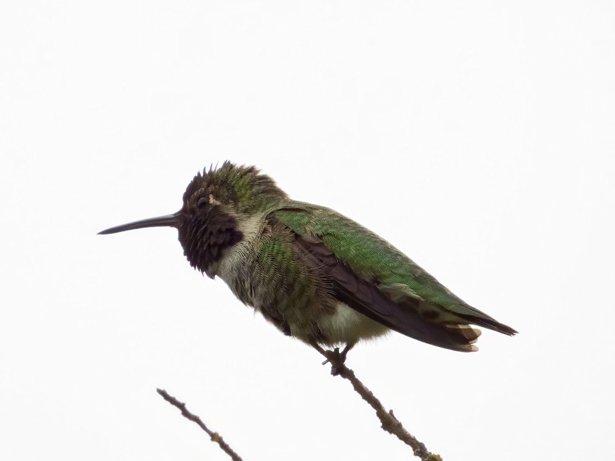 Anna's Hummingbird - ML642905589