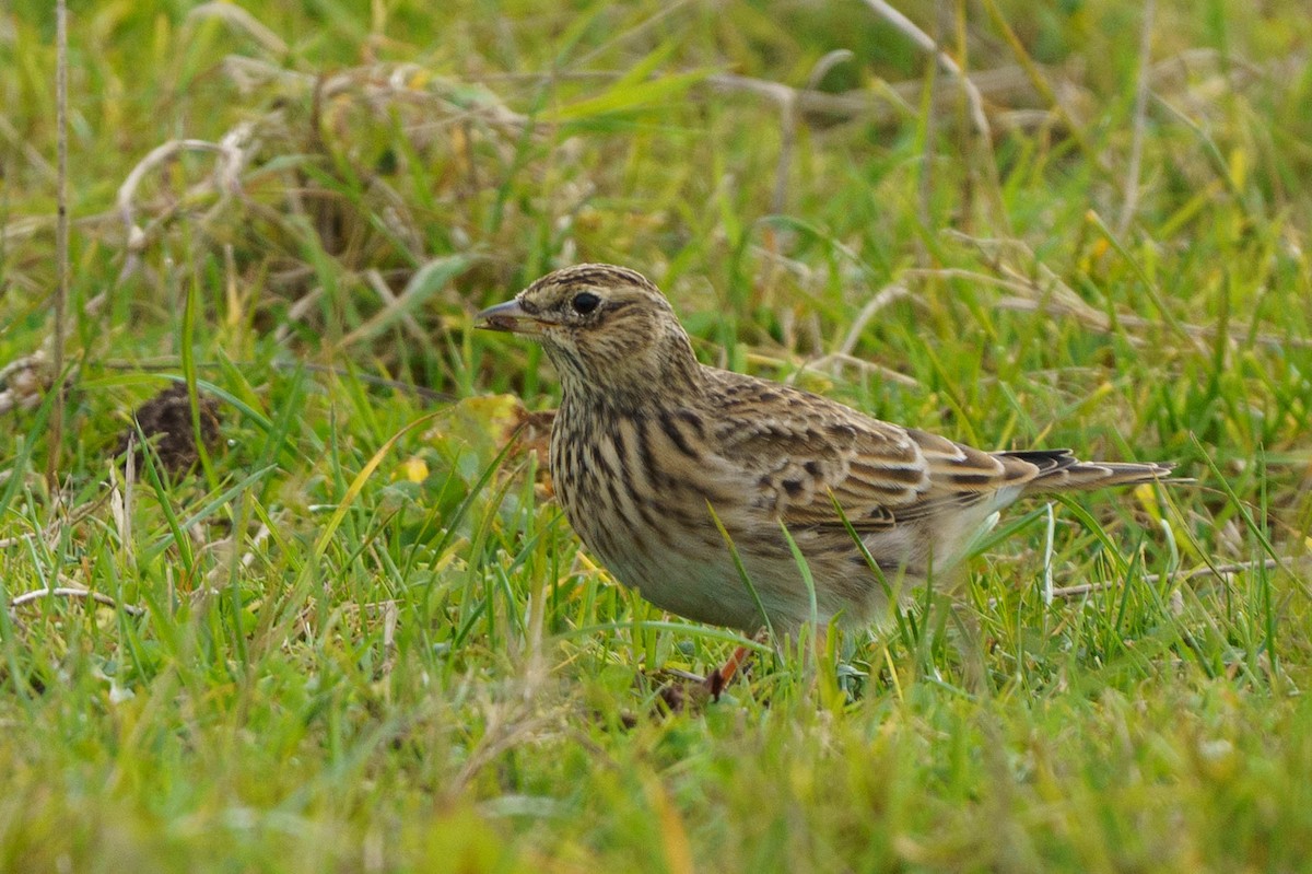Eurasian Skylark - ML642905592