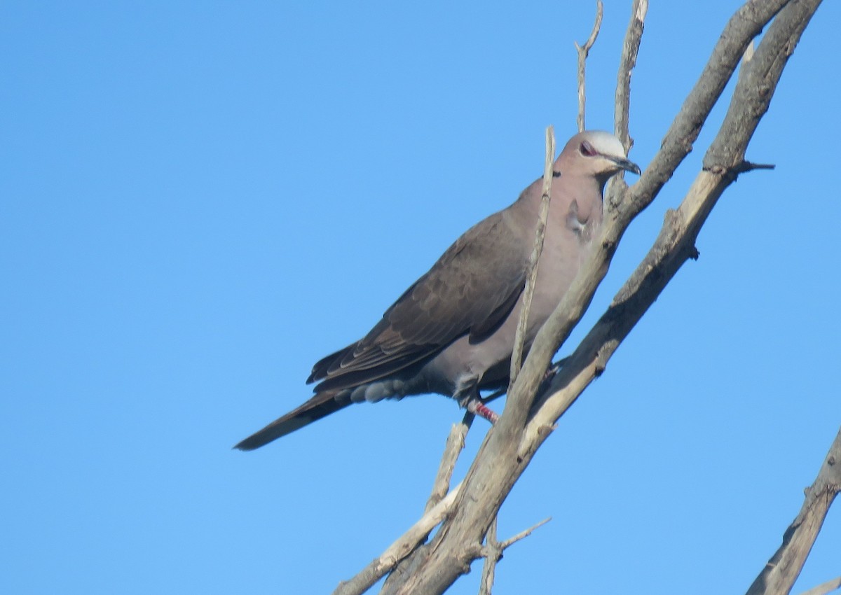Red-eyed Dove - ML642905603