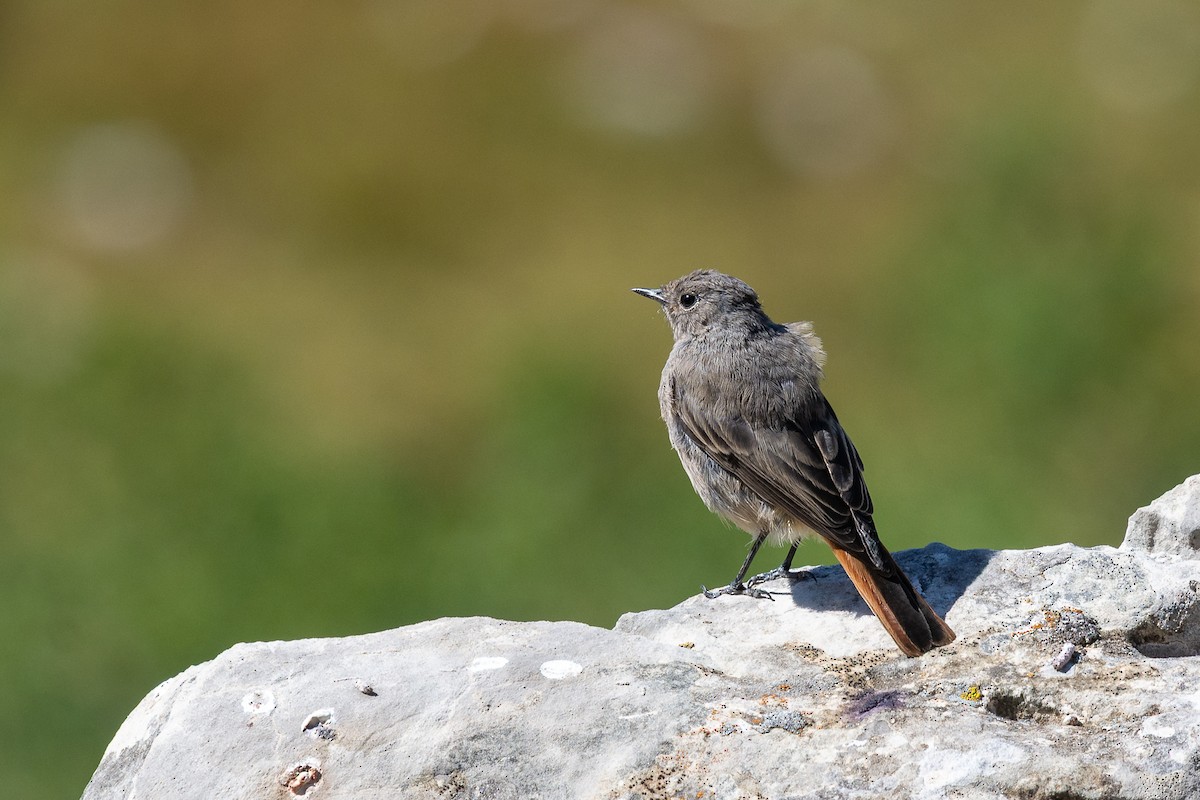 Black Redstart - ML642905605