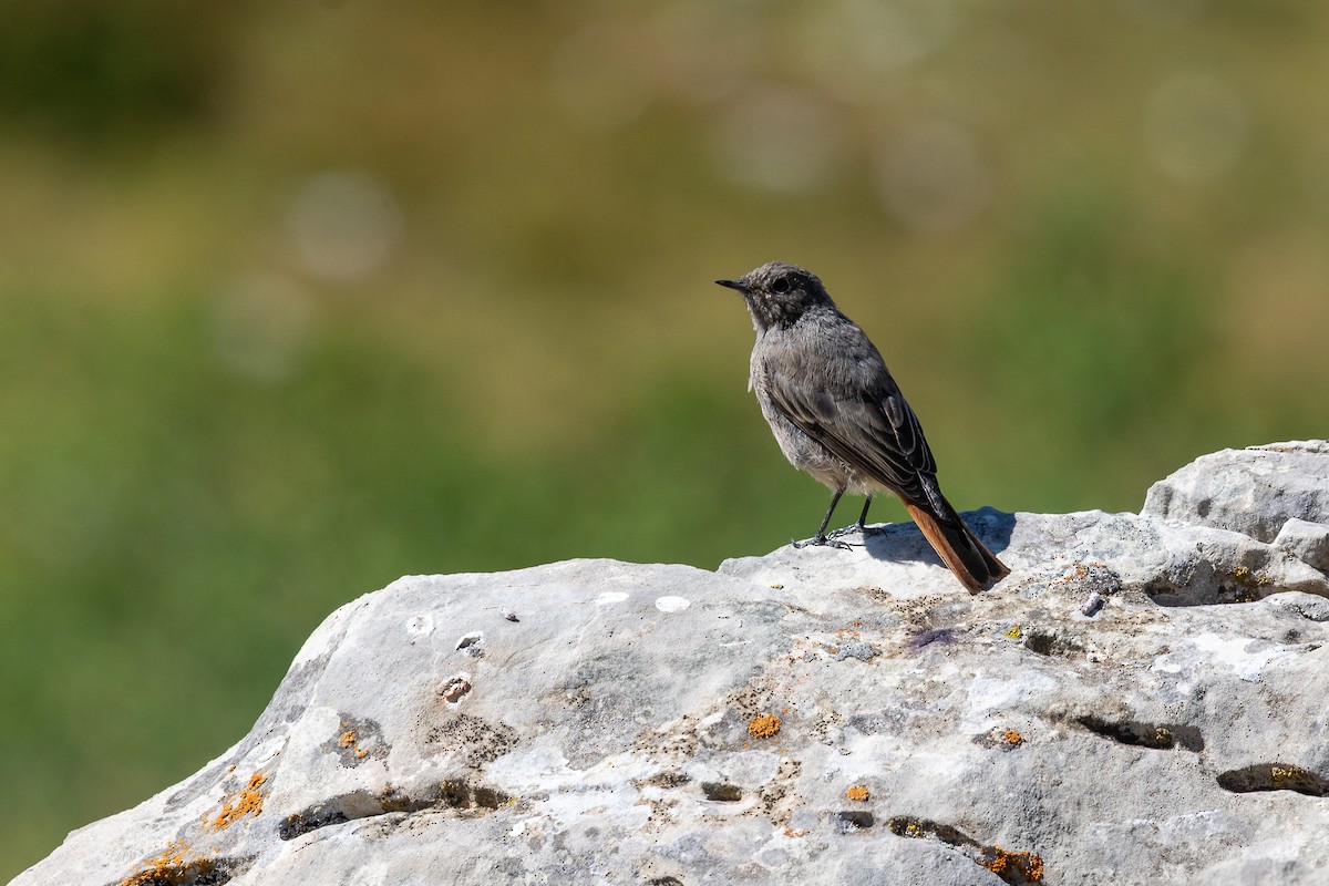Black Redstart - ML642905606