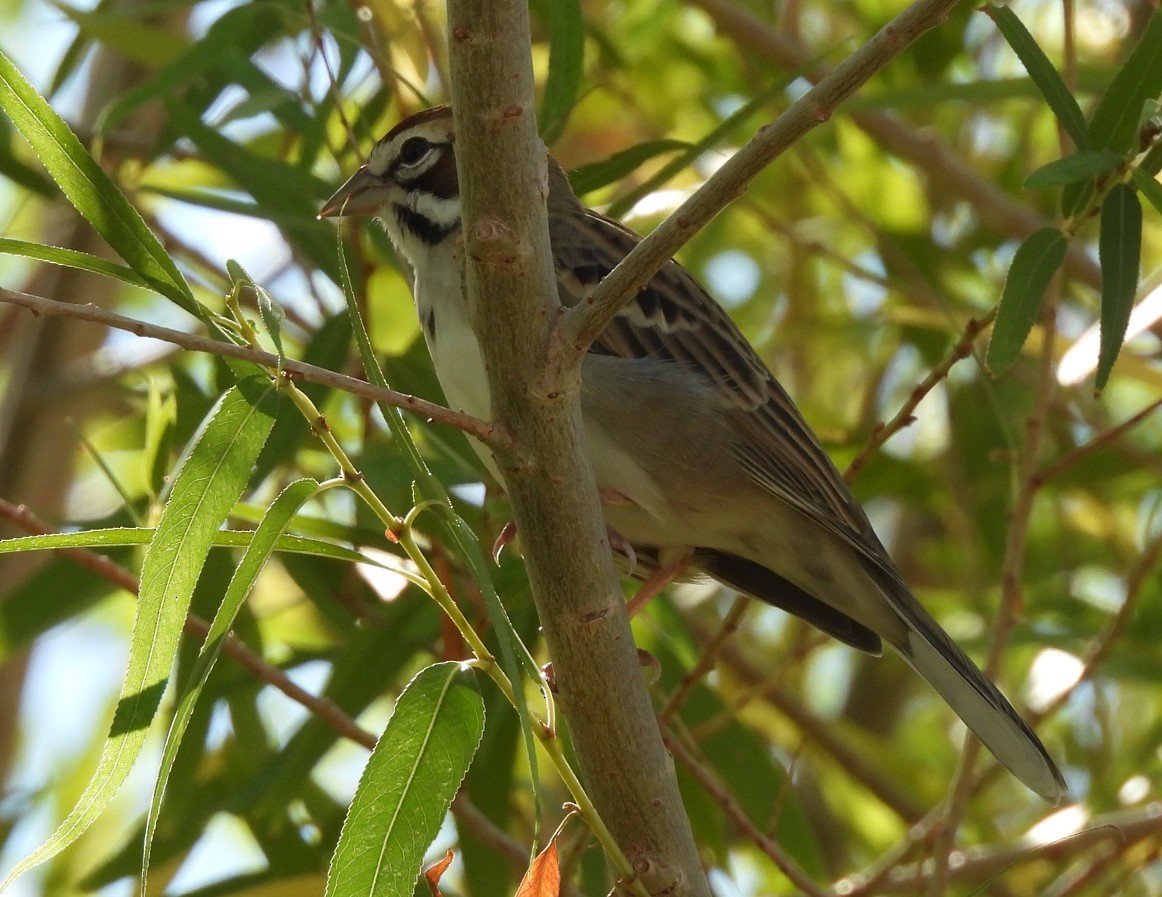 Lark Sparrow - ML642905608