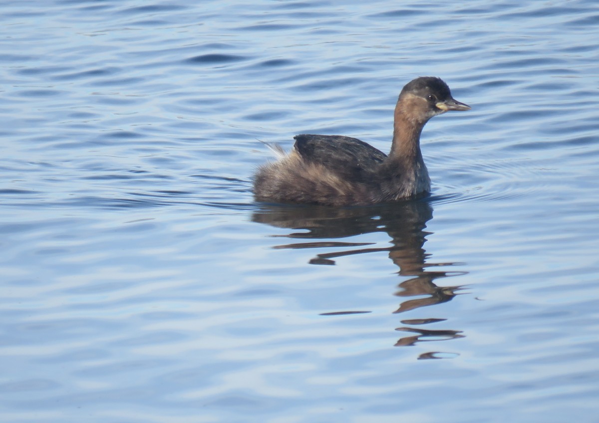 Little Grebe (Little) - ML642905609