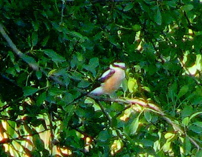 Averla mascherata - ML642905616