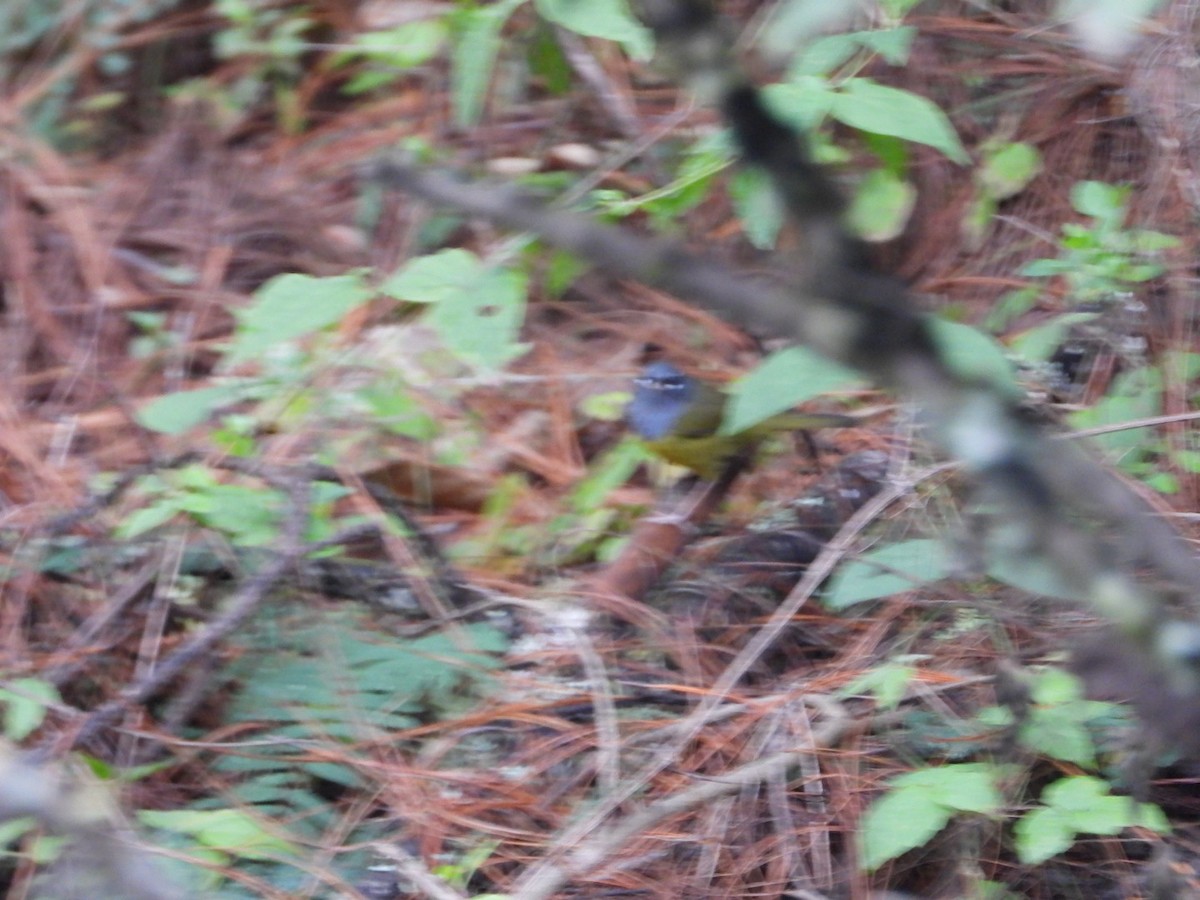 MacGillivray's Warbler - ML642905621
