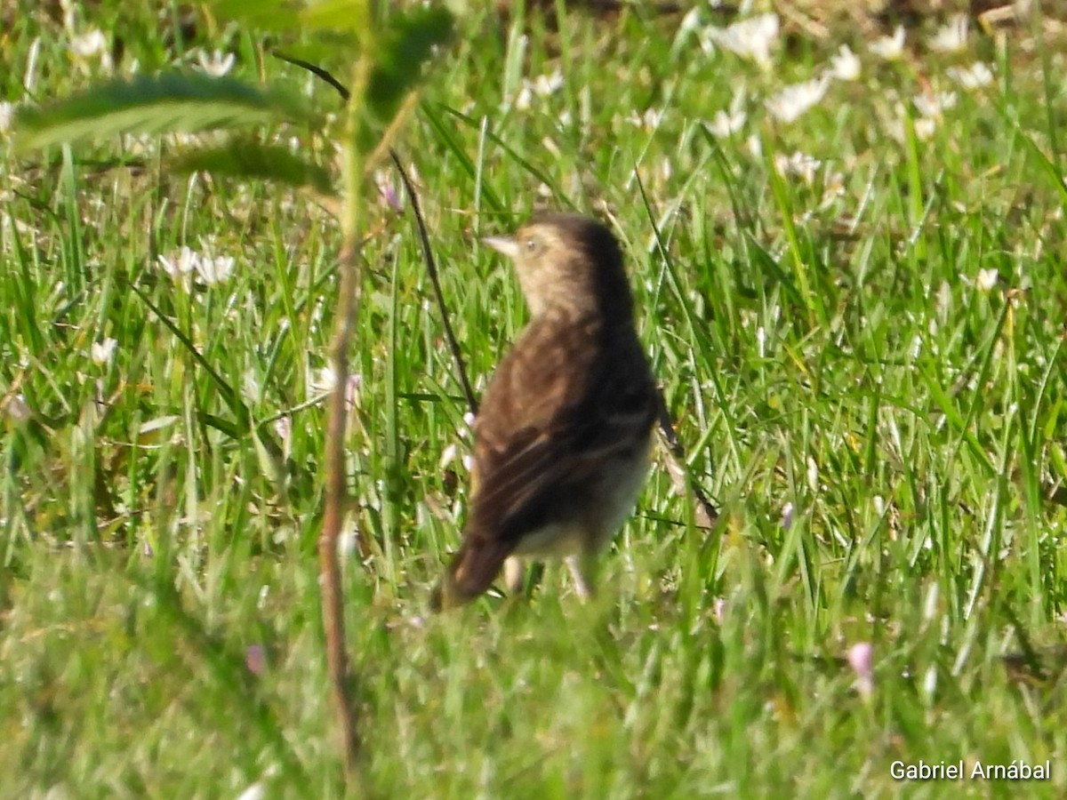 Spectacled Tyrant - ML642905631