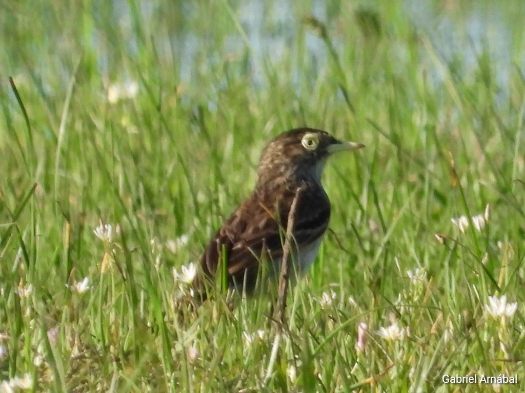 Spectacled Tyrant - ML642905632