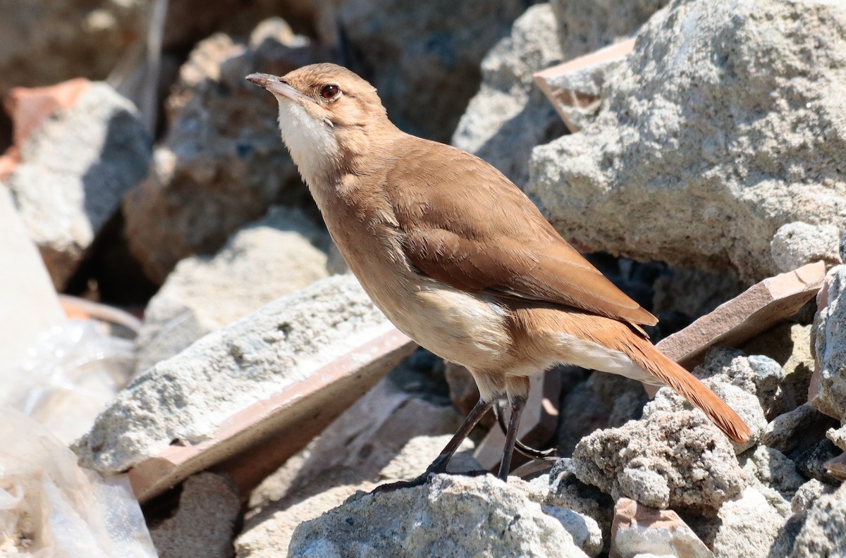 Rufous Hornero - ML642905641