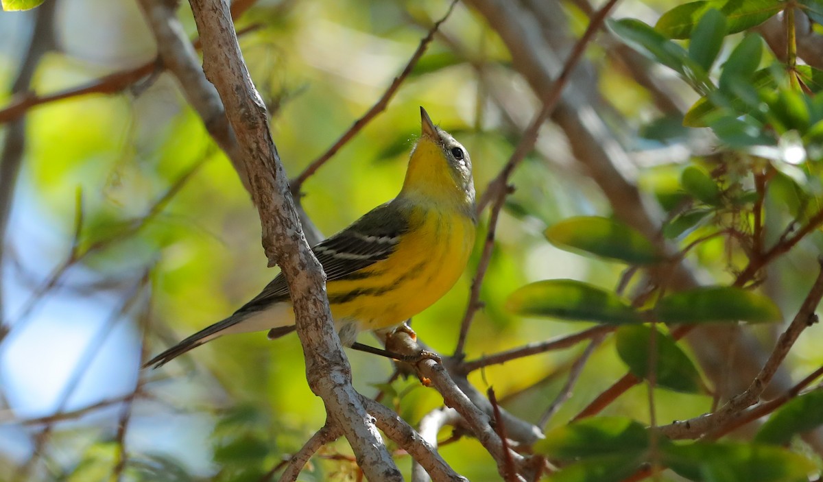 Magnolia Warbler - ML642905642