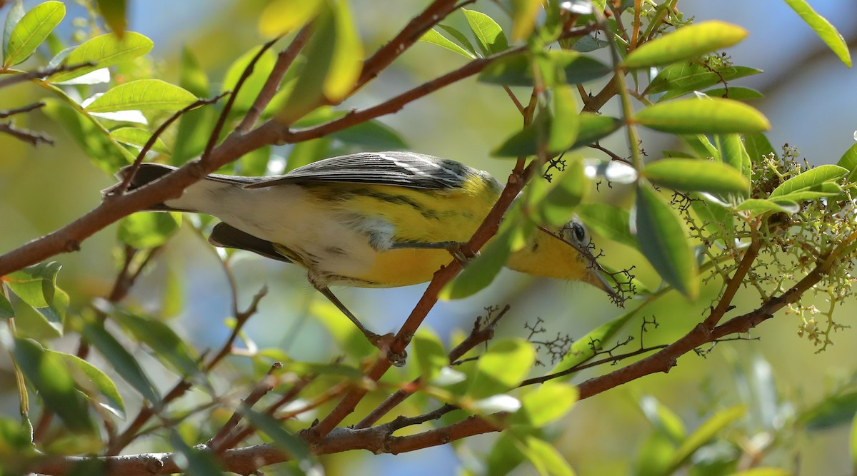 Magnolia Warbler - ML642905644