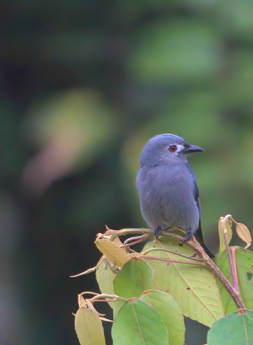 askedrongo - ML642905651