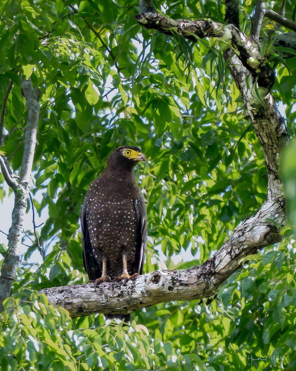 Andaman Serpent-Eagle - ML642905678