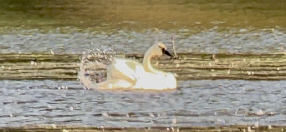 Tundra Swan - ML642905700
