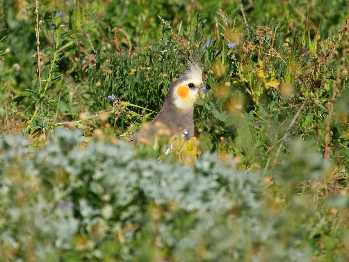 Cockatiel - ML642905721