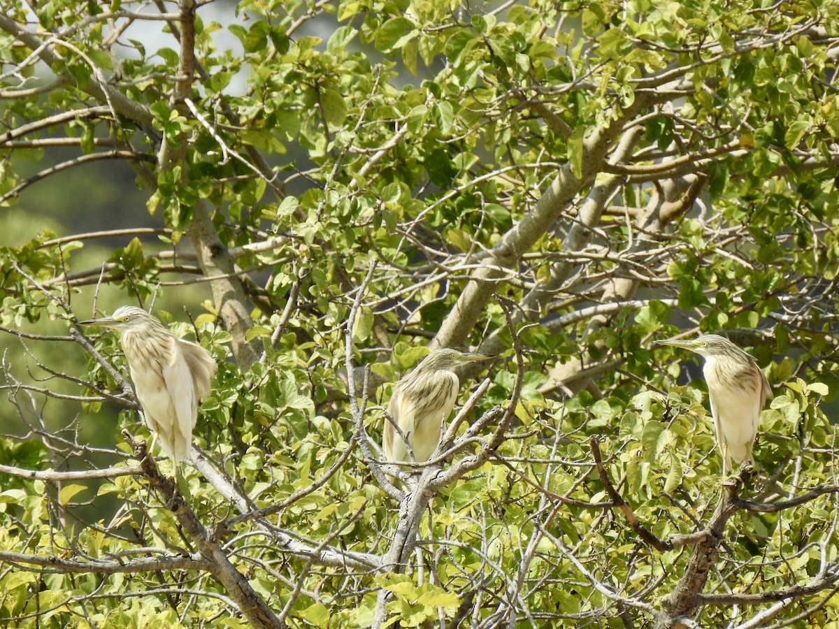 Sgarza ciuffetto - ML642905750
