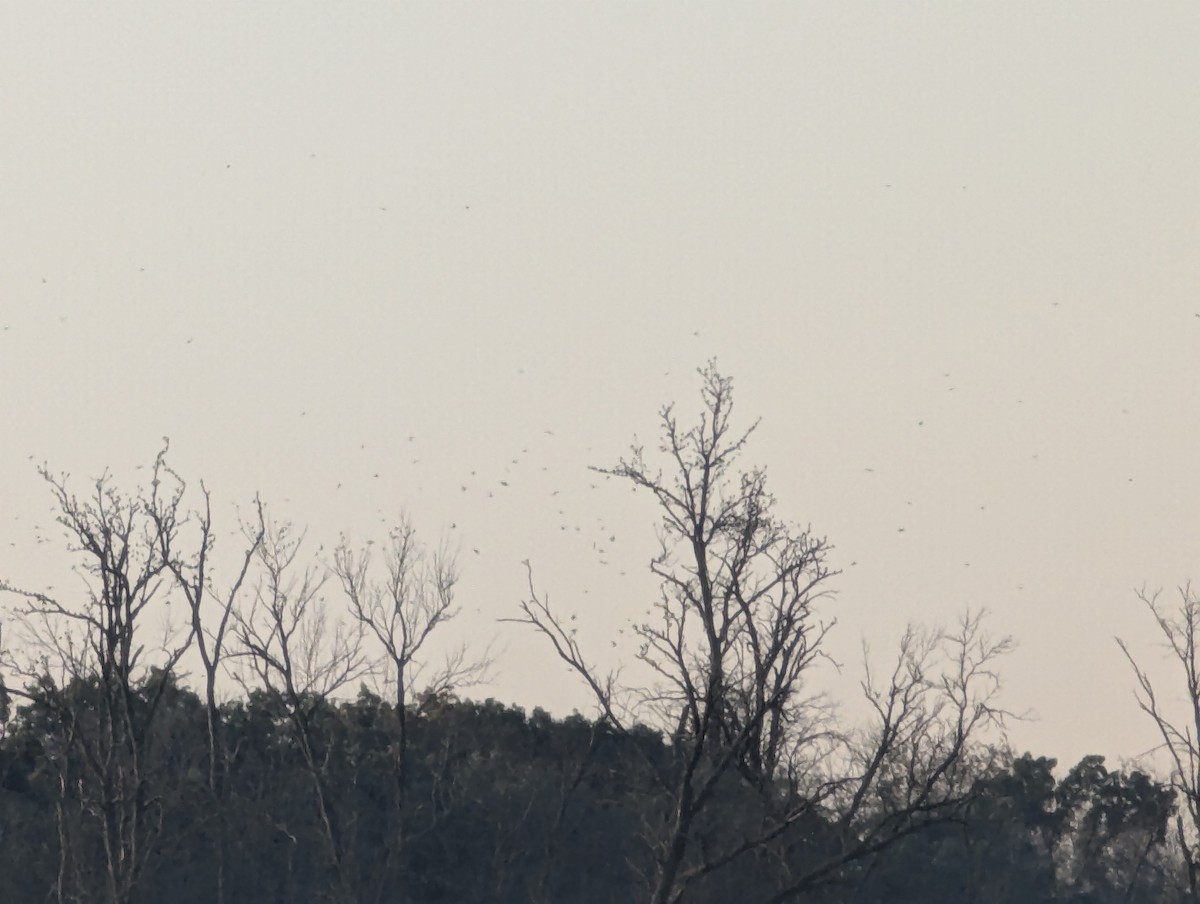 Tree Swallow - ML642905777