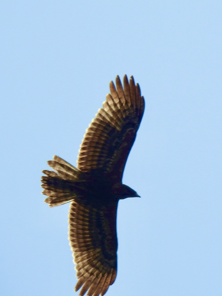 European Honey-buzzard - ML642905787
