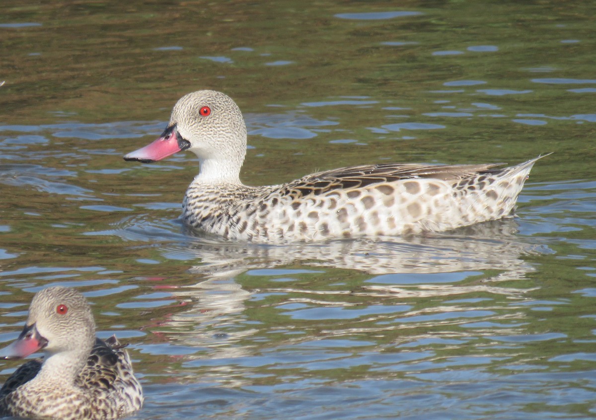 Canard du Cap - ML642905789