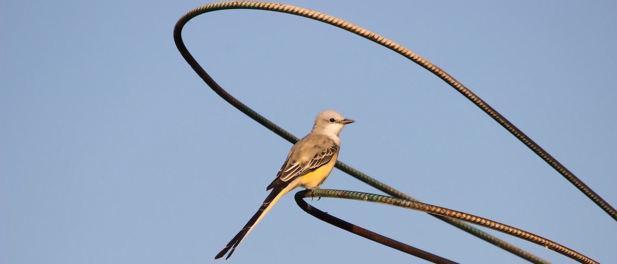 Scissor-tailed Flycatcher - ML642905799