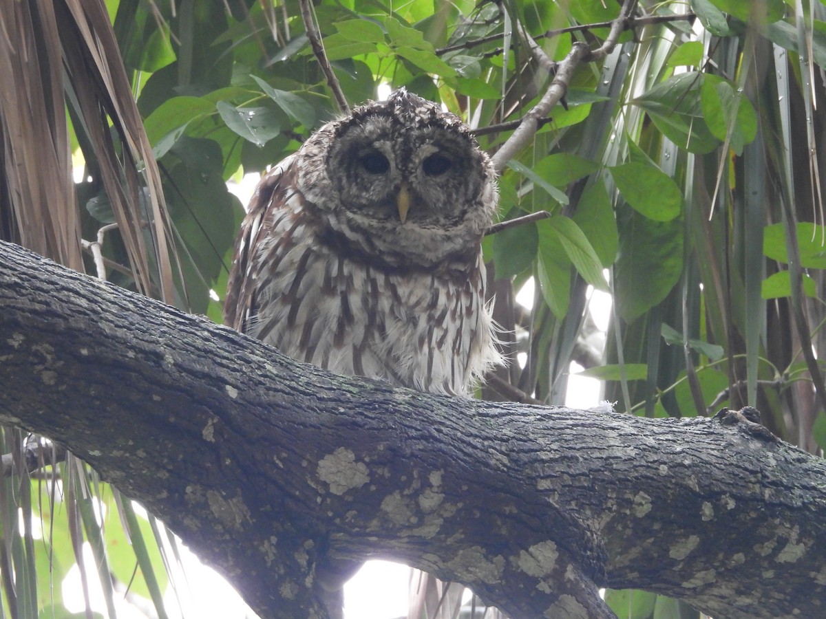 Barred Owl - ML642905808