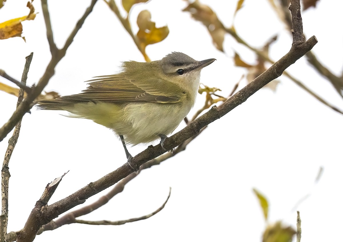 rødøyevireo - ML642905827