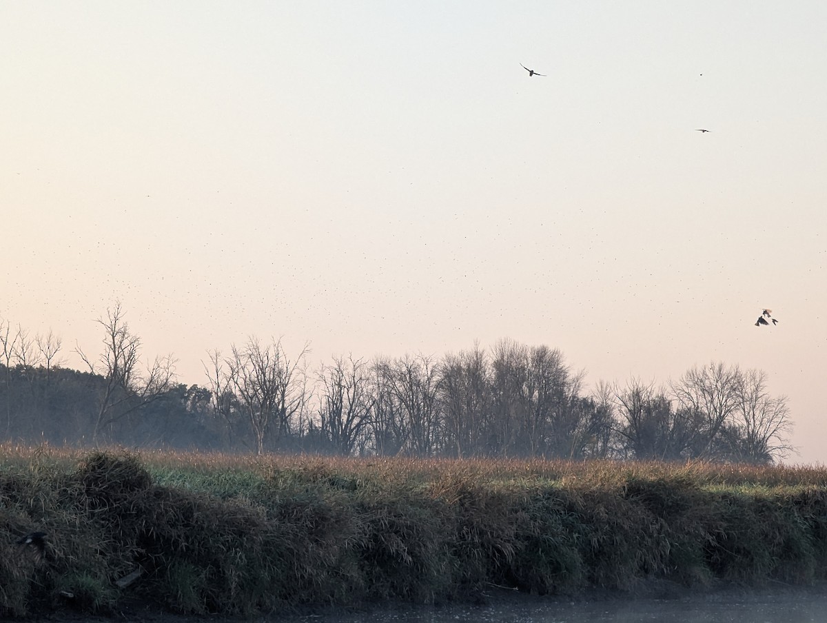 Tree Swallow - ML642905830