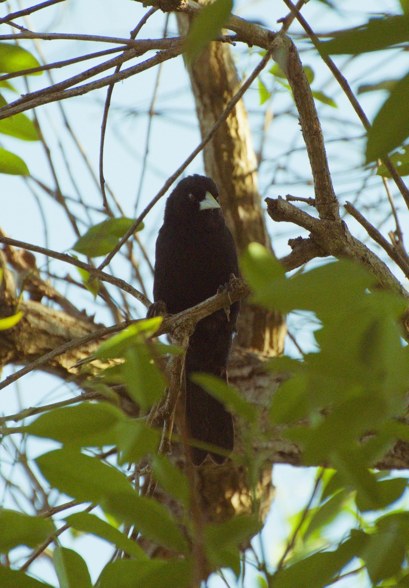 Solitary Black Cacique - ML642905847