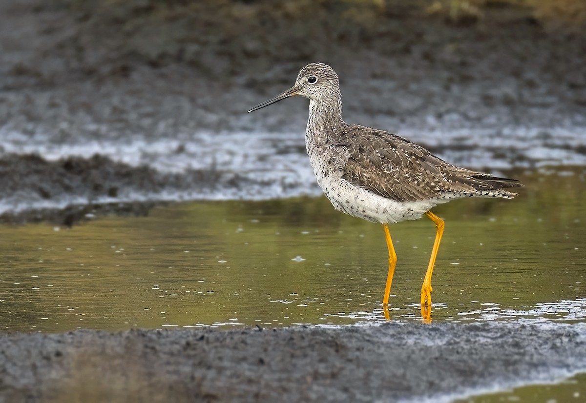 Greater Yellowlegs - ML642905906