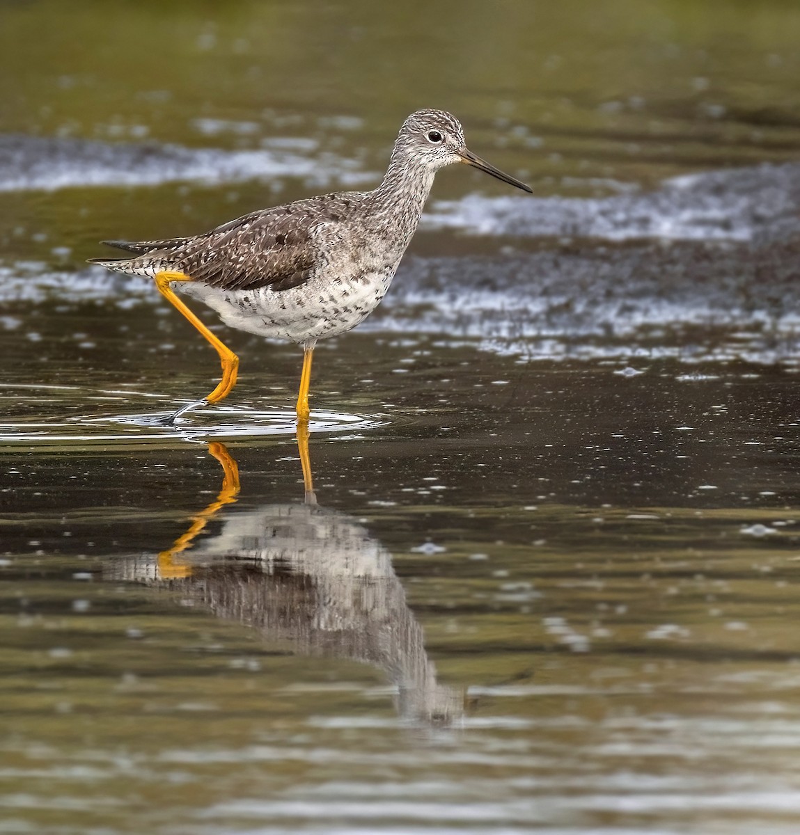 Greater Yellowlegs - ML642905907