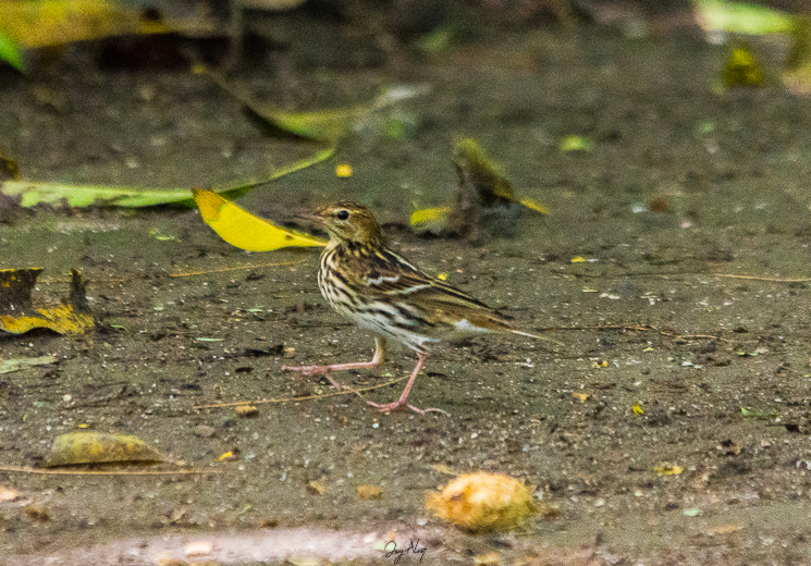 Pechora Pipit - ML642905911
