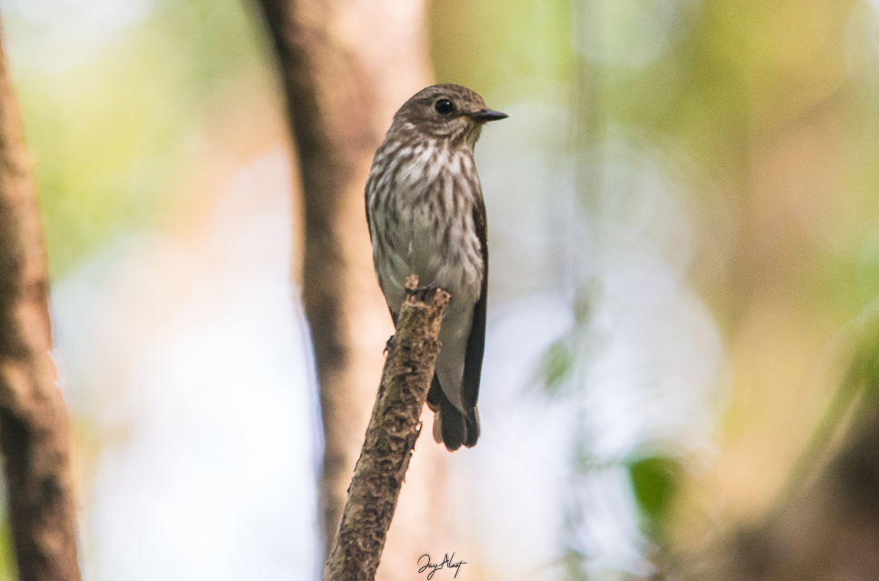 Gray-streaked Flycatcher - ML642905914