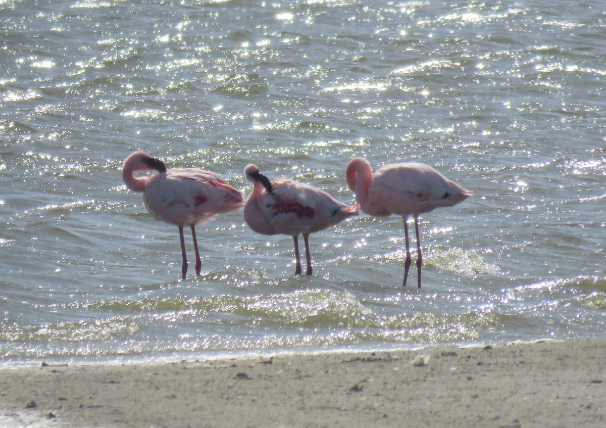 Lesser Flamingo - ML642905920