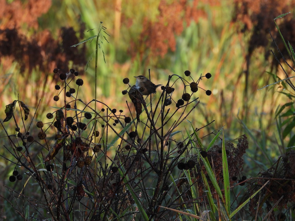 Marsh Wren - ML642905934
