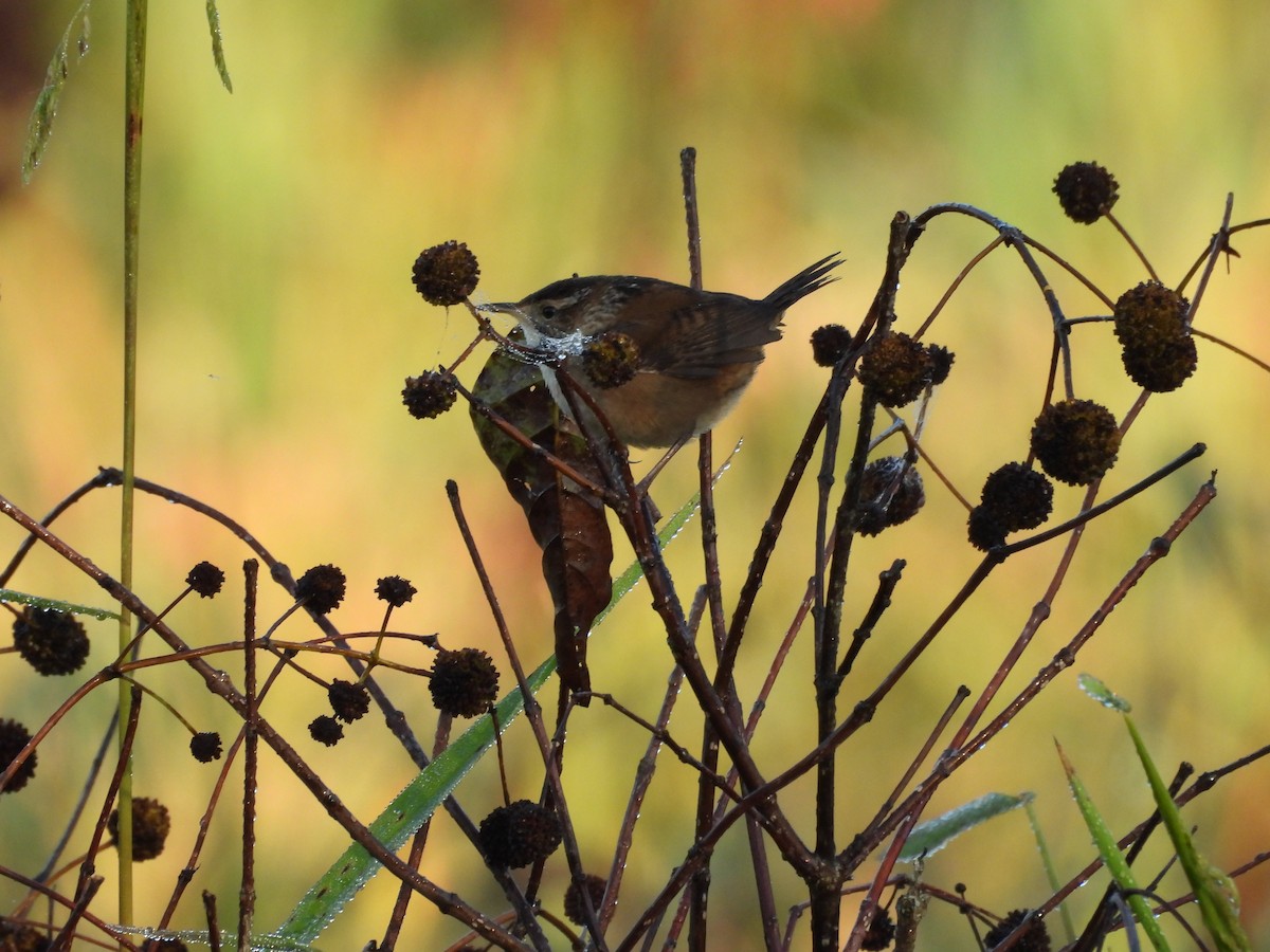 Marsh Wren - ML642905938