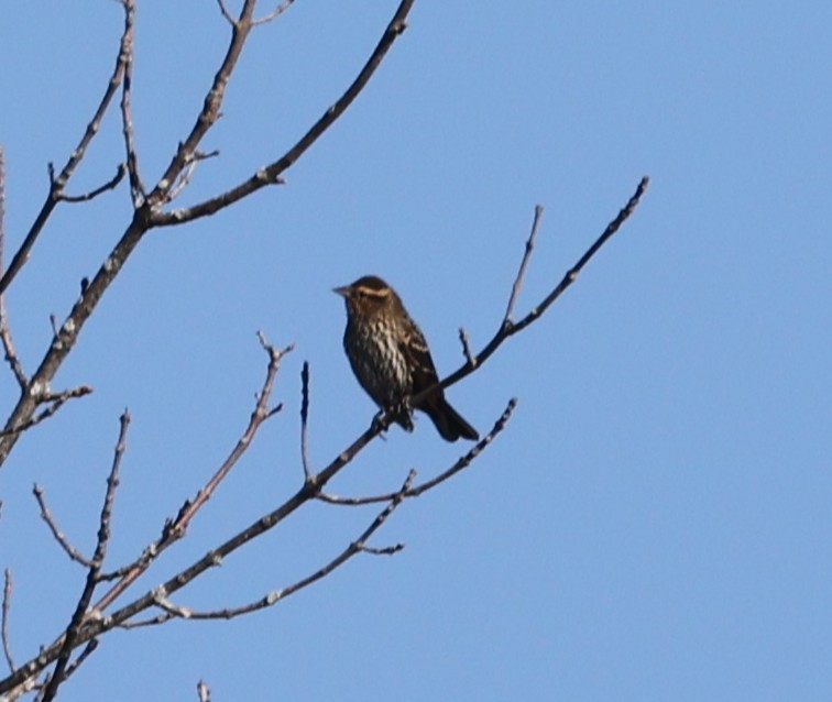 Red-winged Blackbird (Red-winged) - ML642905949