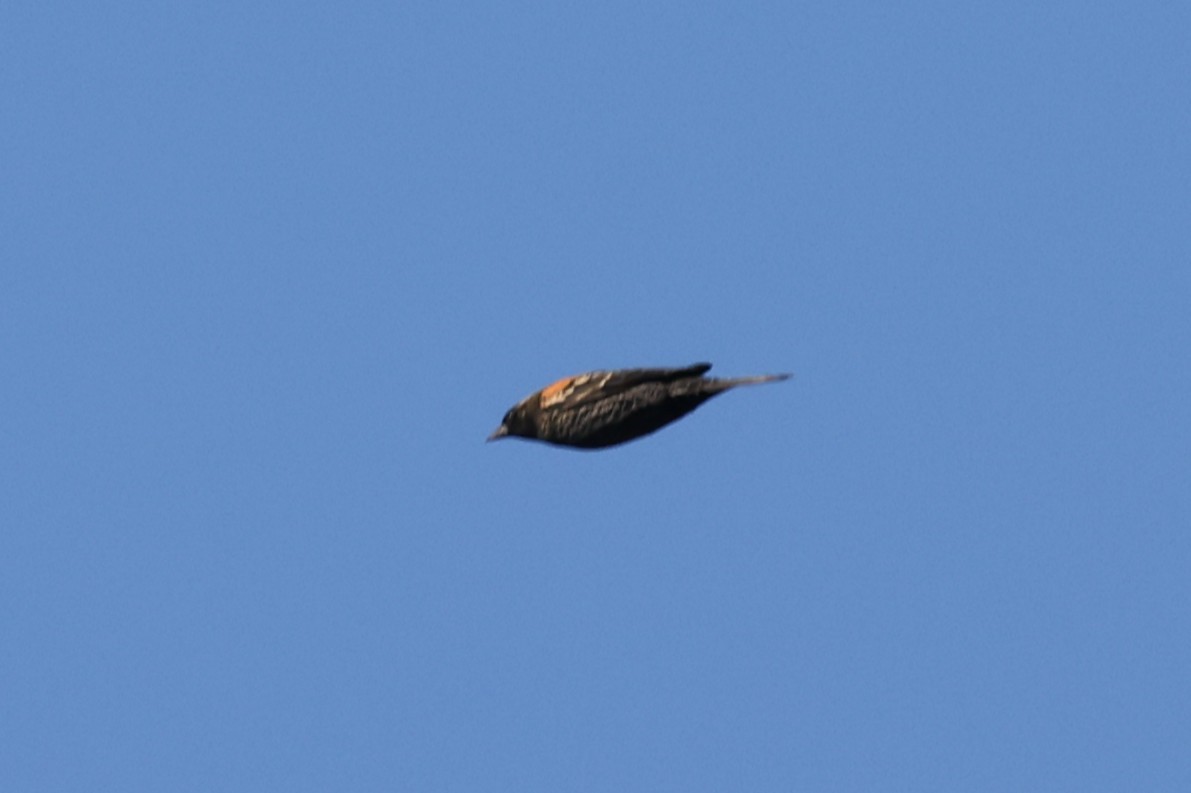 Red-winged Blackbird (Red-winged) - ML642905950