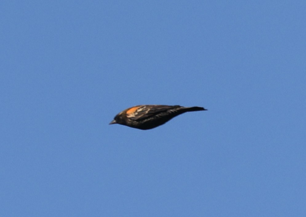 Red-winged Blackbird (Red-winged) - ML642905952