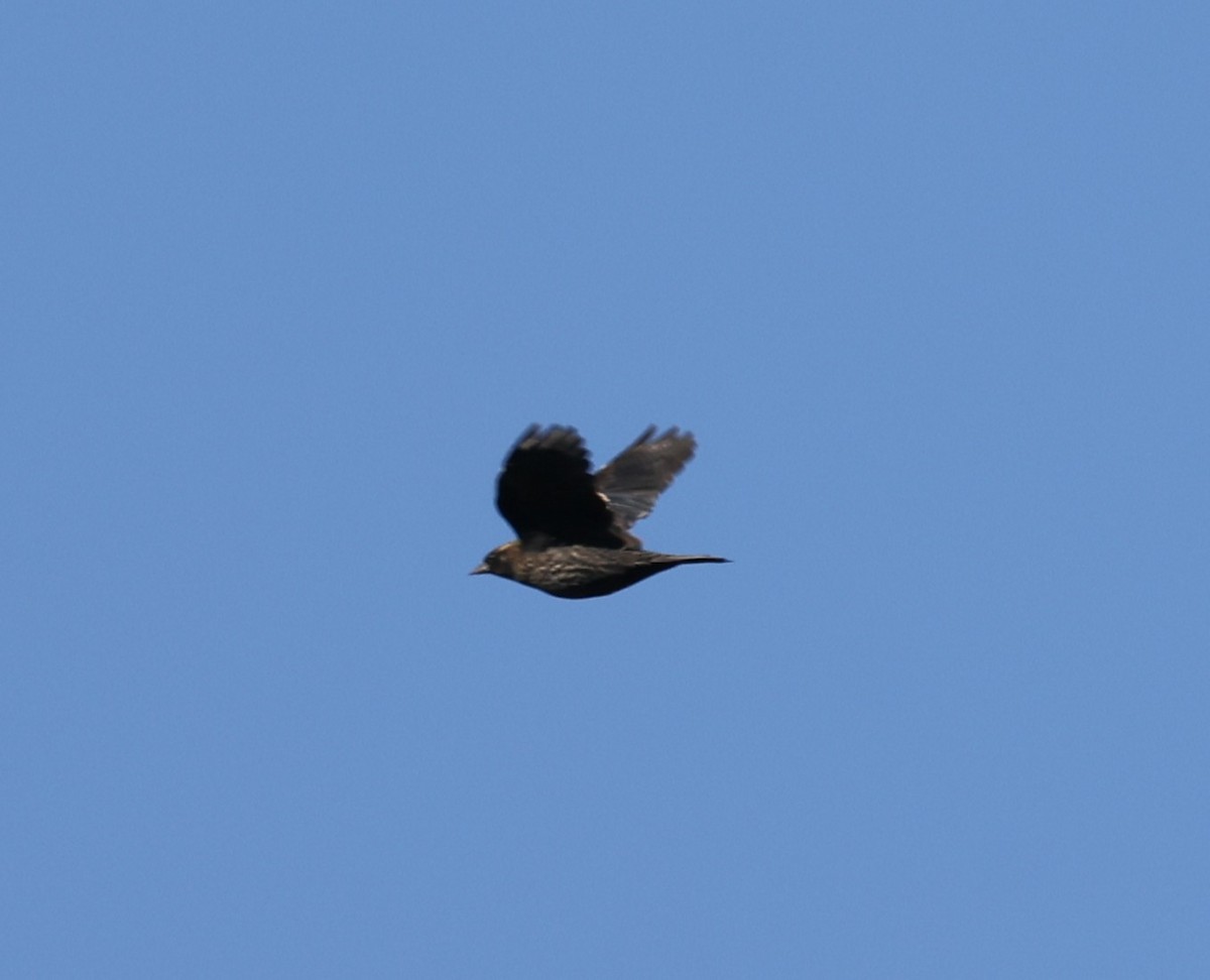 Red-winged Blackbird (Red-winged) - ML642905953