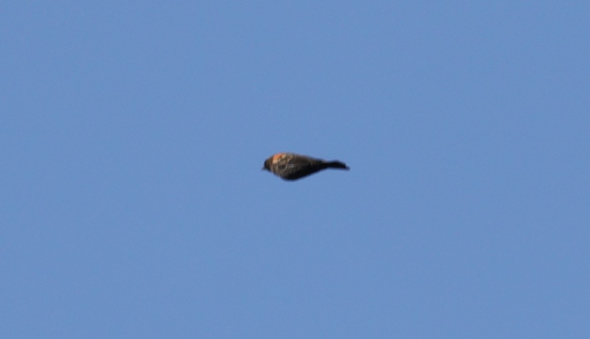 Red-winged Blackbird (Red-winged) - ML642905954