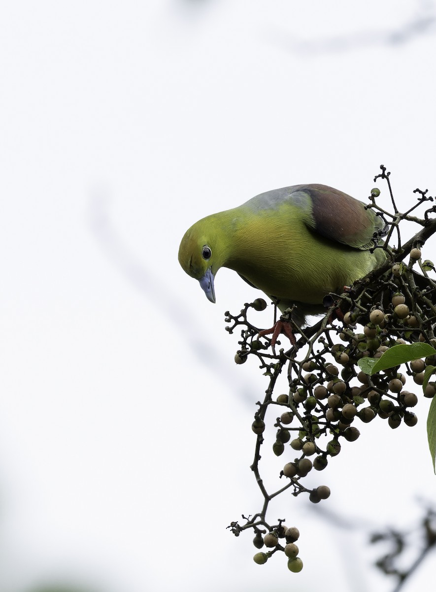 Wedge-tailed Green-Pigeon - ML642905972