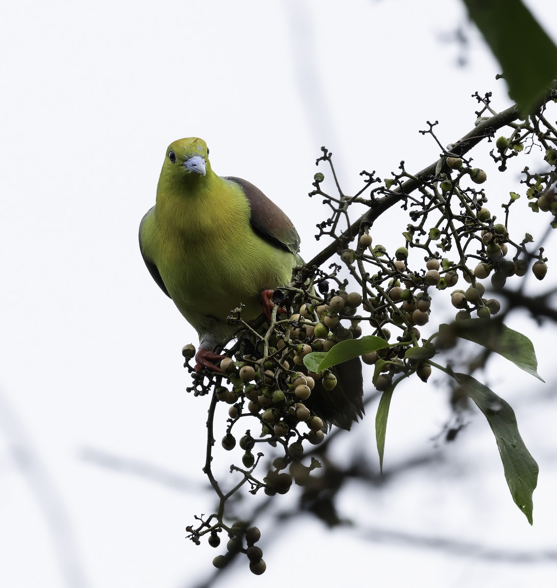 Wedge-tailed Green-Pigeon - ML642905973