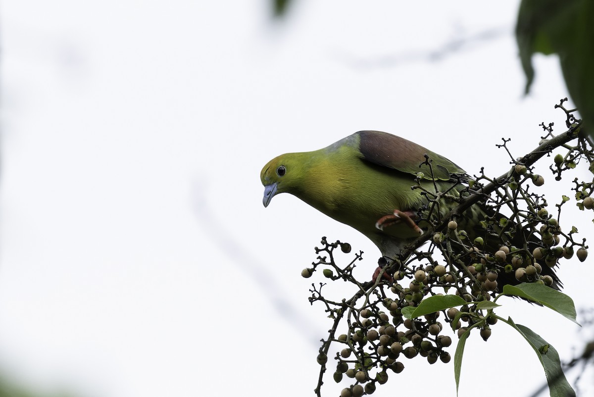 Wedge-tailed Green-Pigeon - ML642905974