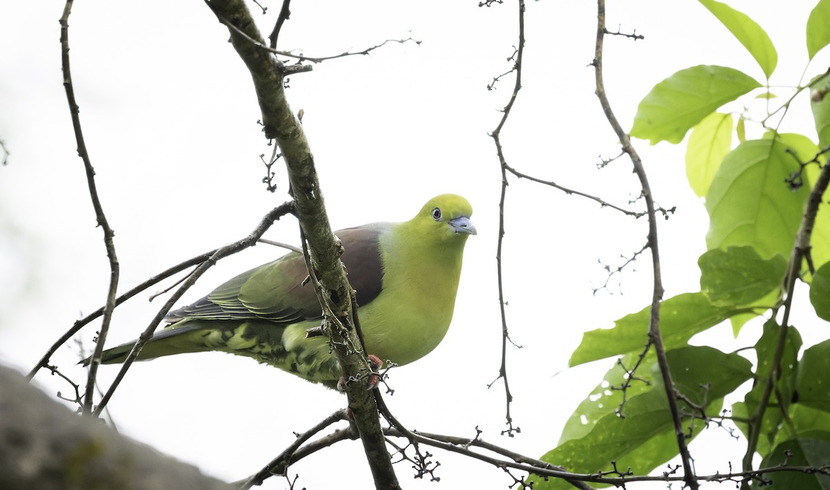 Wedge-tailed Green-Pigeon - ML642905975