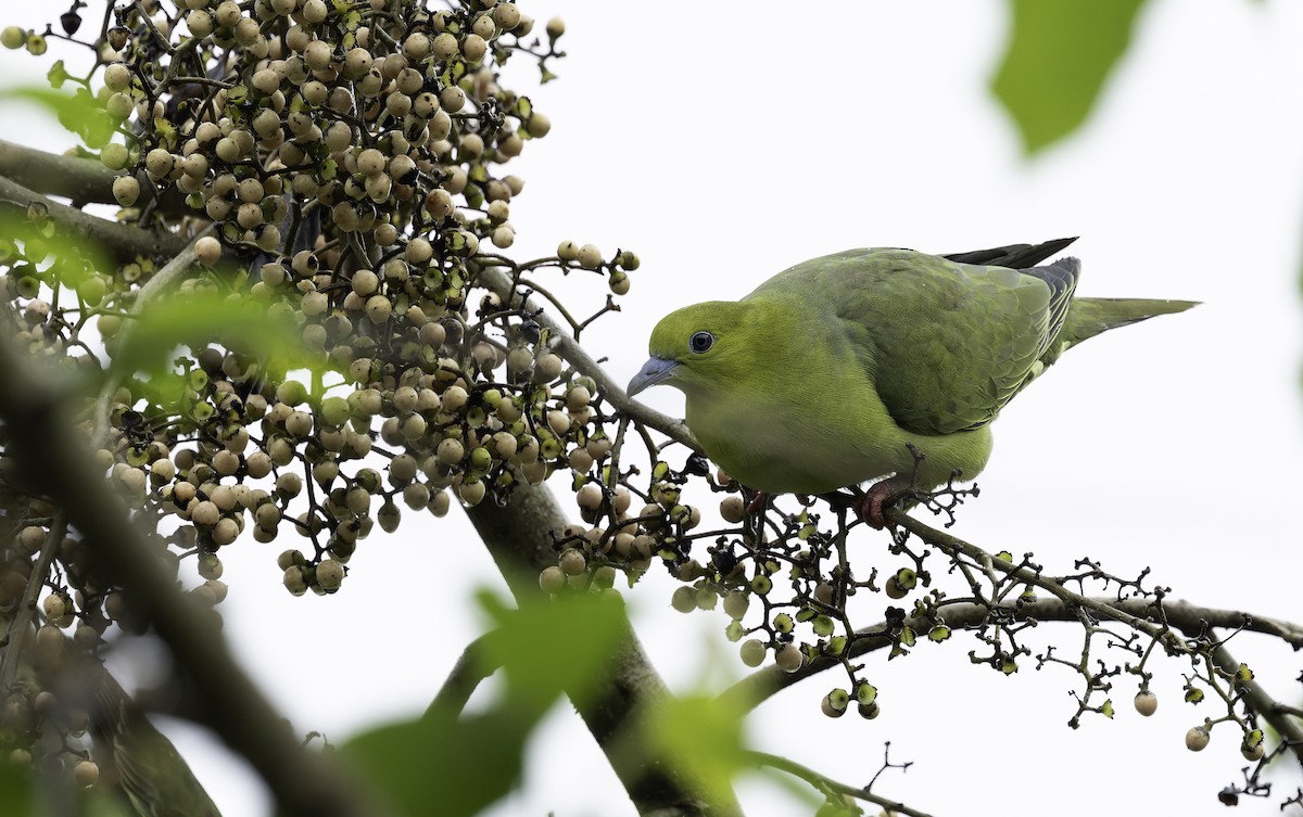 Wedge-tailed Green-Pigeon - ML642905976